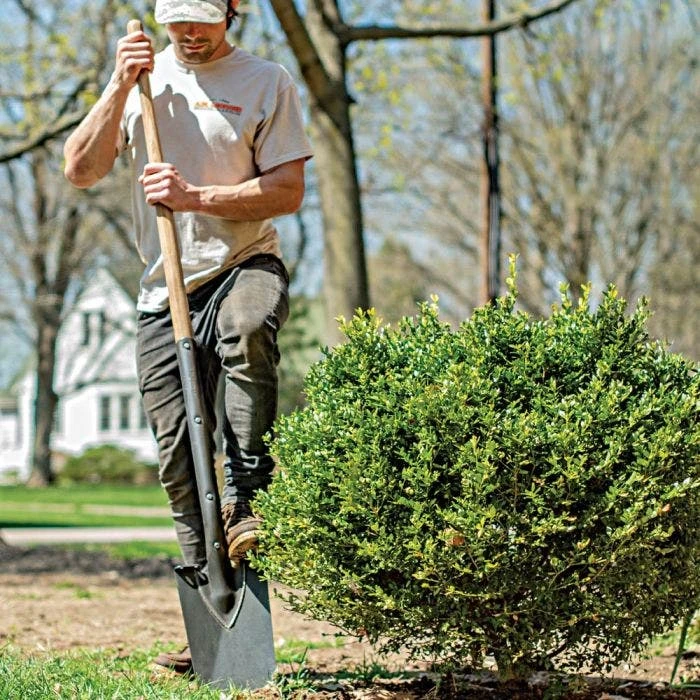 Leonard Classic Full-Strap Spade, Straight Handle 6 Leonard Classic Full-Strap Spade, Straight Handle - Image 4