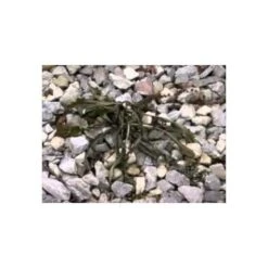 Red Dragon; 400,000 BTU Torch Kit -Starry Sky Garden hqdefault 12 1