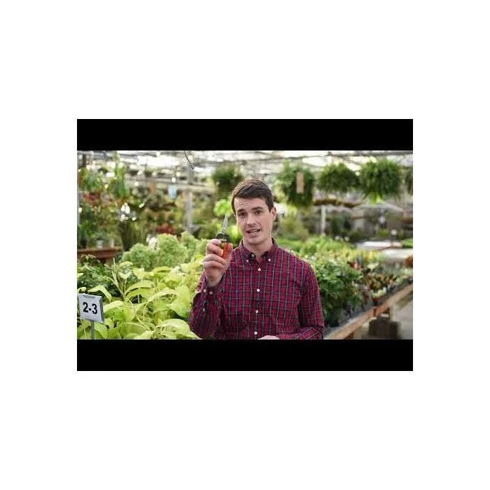 Leonard Stainless Steel Hand Shears, 6.375-inch Length 5 Leonard Stainless Steel Hand Shears, 6.375-inch Length - Image 3