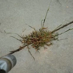 Red Dragon; 400,000 BTU Torch Kit -Starry Sky Garden t230 6